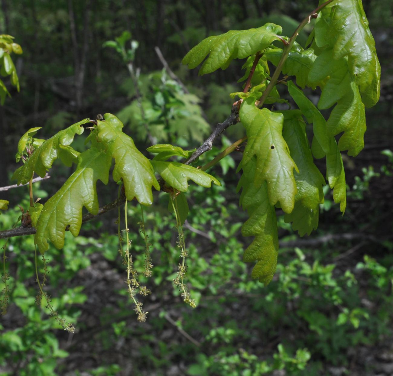 Image of Quercus robur specimen.