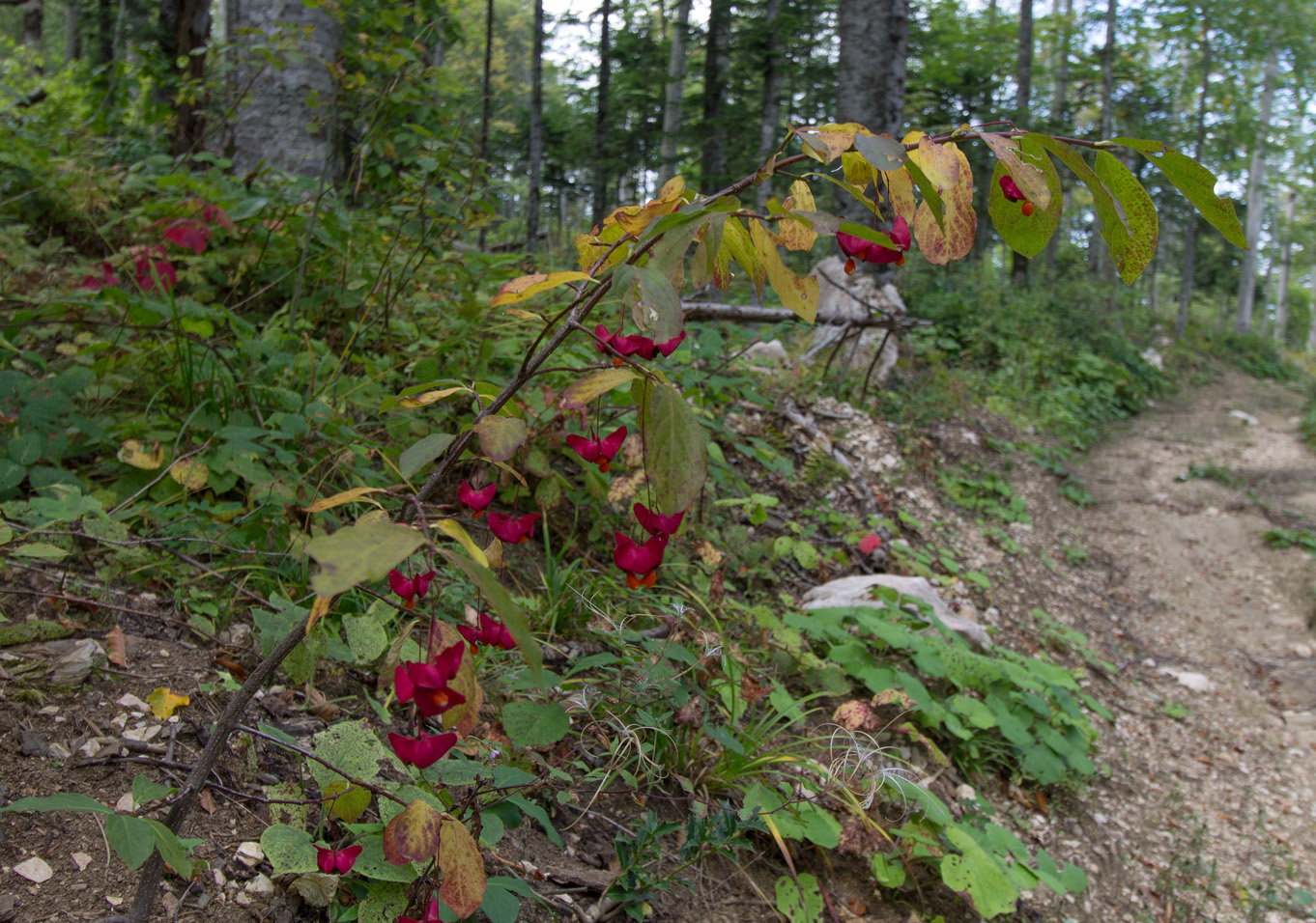 Изображение особи Euonymus leiophloeus.