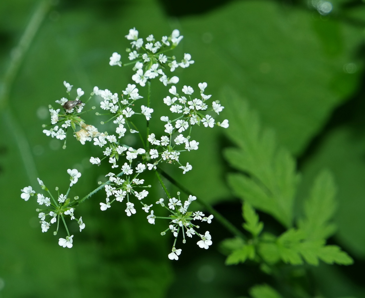 Image of Chaerophyllum temulum specimen.