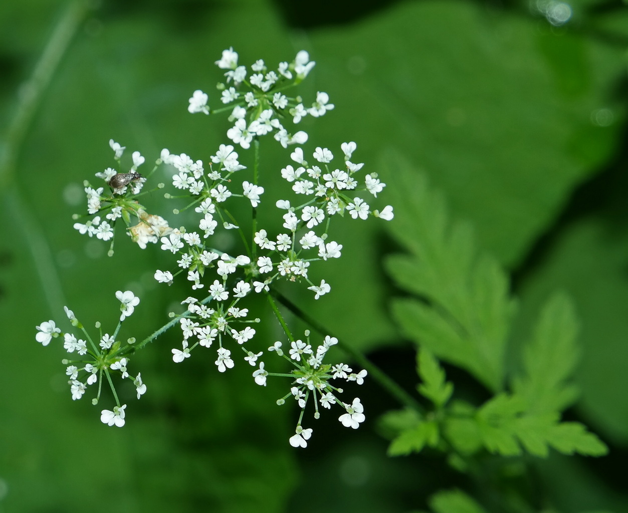 Изображение особи Chaerophyllum temulum.