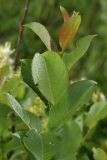 Salix starkeana. Молодой побег. Ленинградская обл., Лужский р-н, пойма р. Луга у дер. Кемка. 10.06.2010.