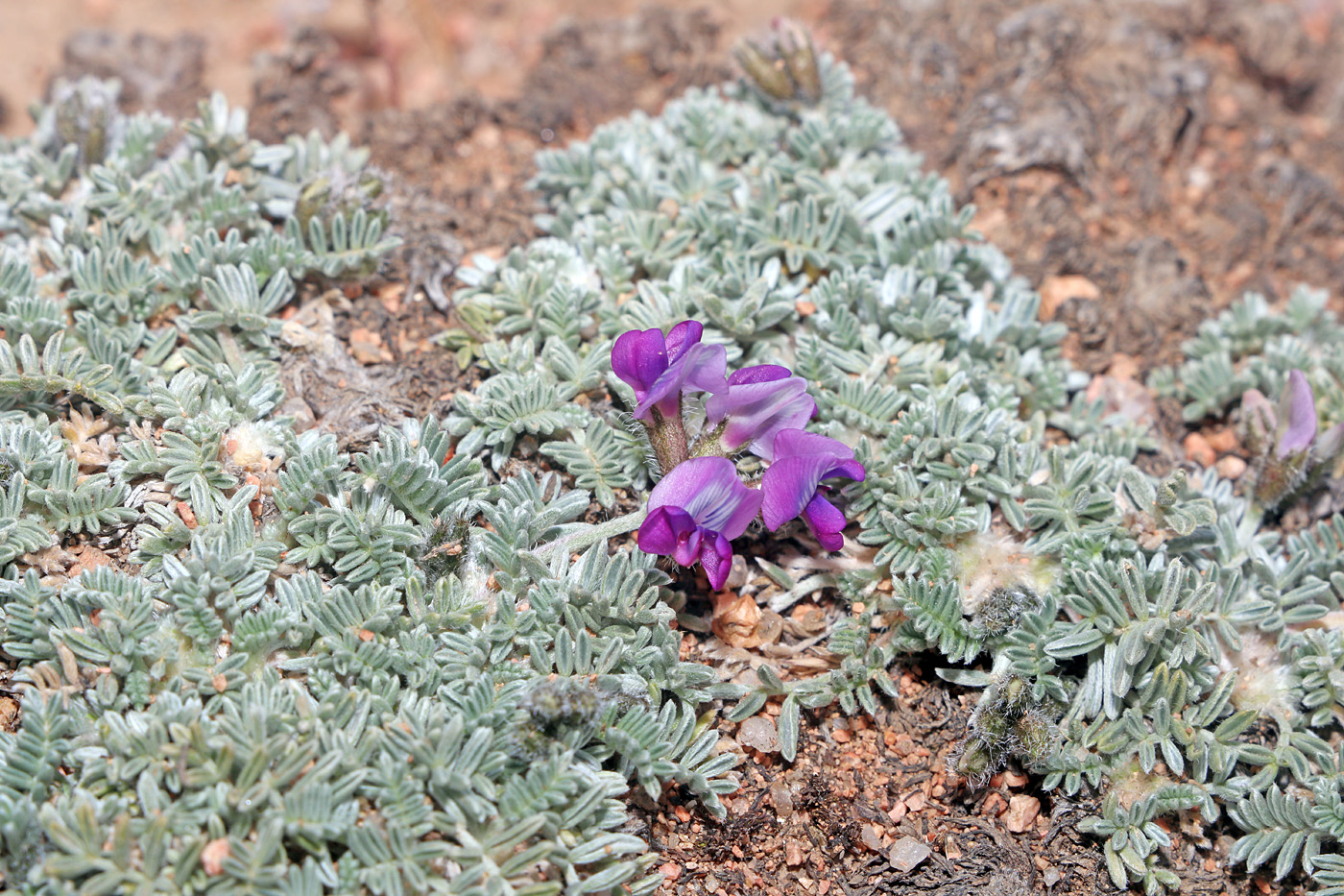 Изображение особи Oxytropis leucocyanea.