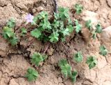 Geranium saxatile