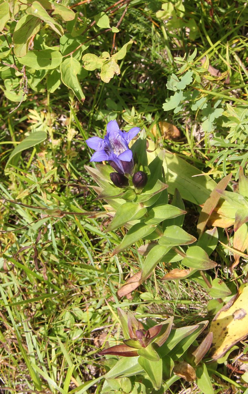 Image of Gentiana fischeri specimen.