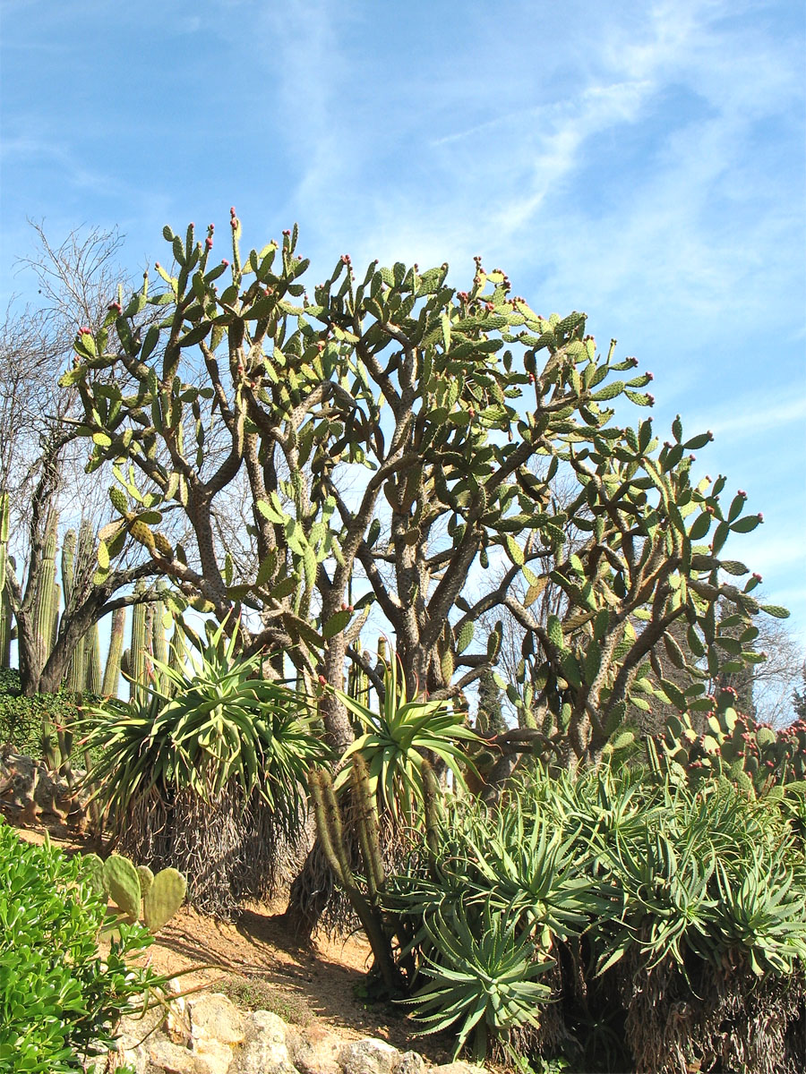 Image of genus Opuntia specimen.