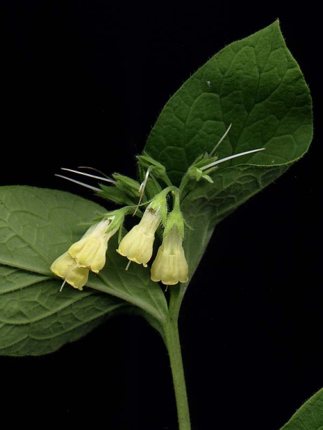 Image of Symphytum tuberosum specimen.