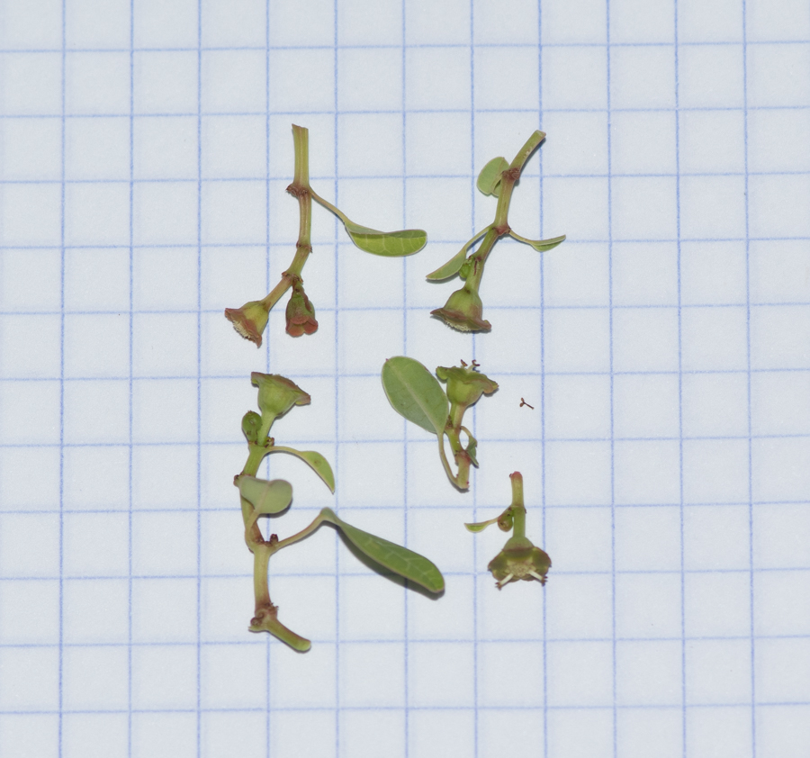 Image of Euphorbia schlechtendalii specimen.