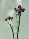 Cirsium incanum