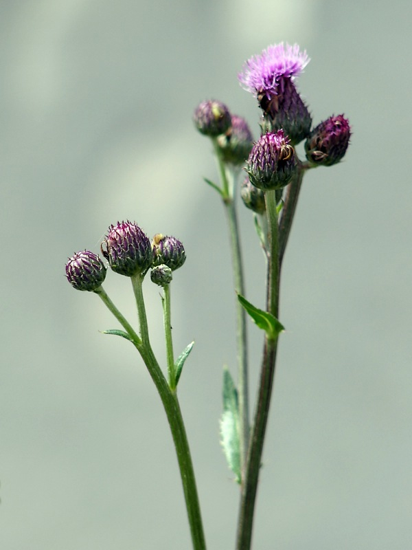 Image of Cirsium incanum specimen.