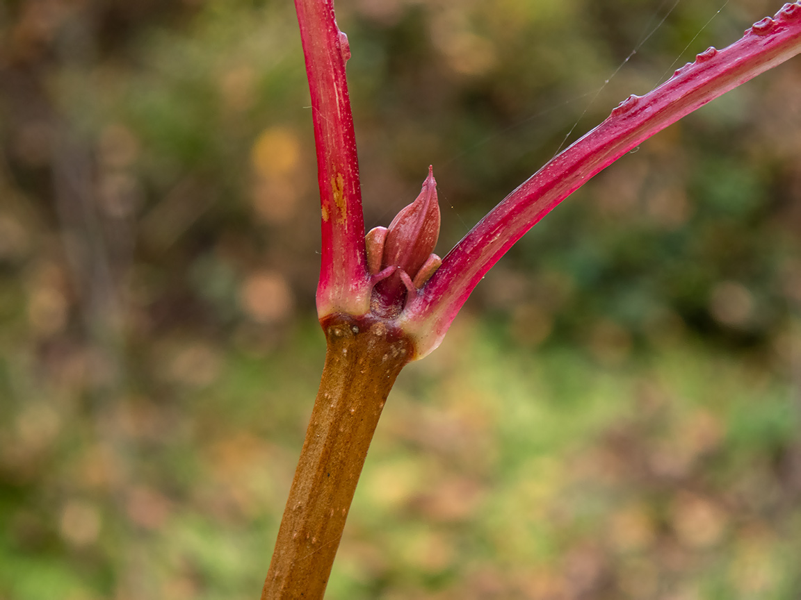 Image of Viburnum opulus specimen.