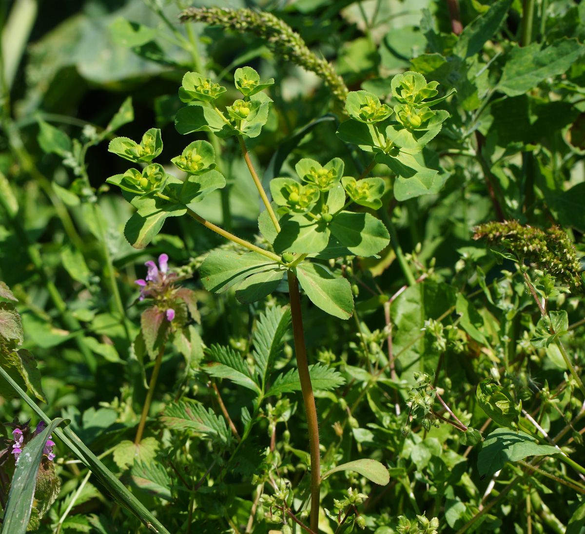 Image of Euphorbia helioscopia specimen.