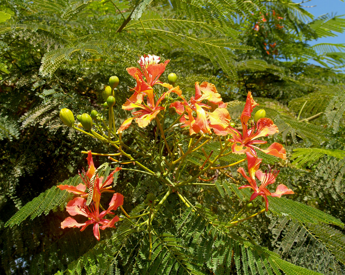 Изображение особи Delonix regia.