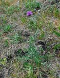 Centaurea scabiosa. Цветущее растение. Башкирия, Учалинский р-н, хребет Нурали, ≈ 700 м н.у.м., степной склон. 22.07.2020.