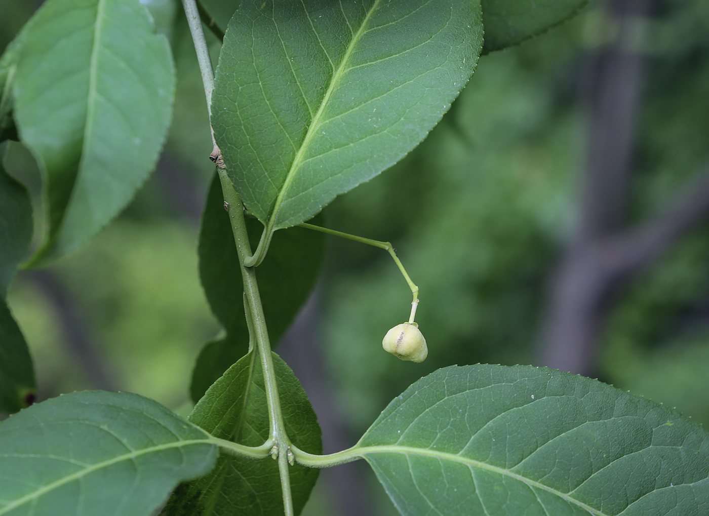 Изображение особи род Euonymus.