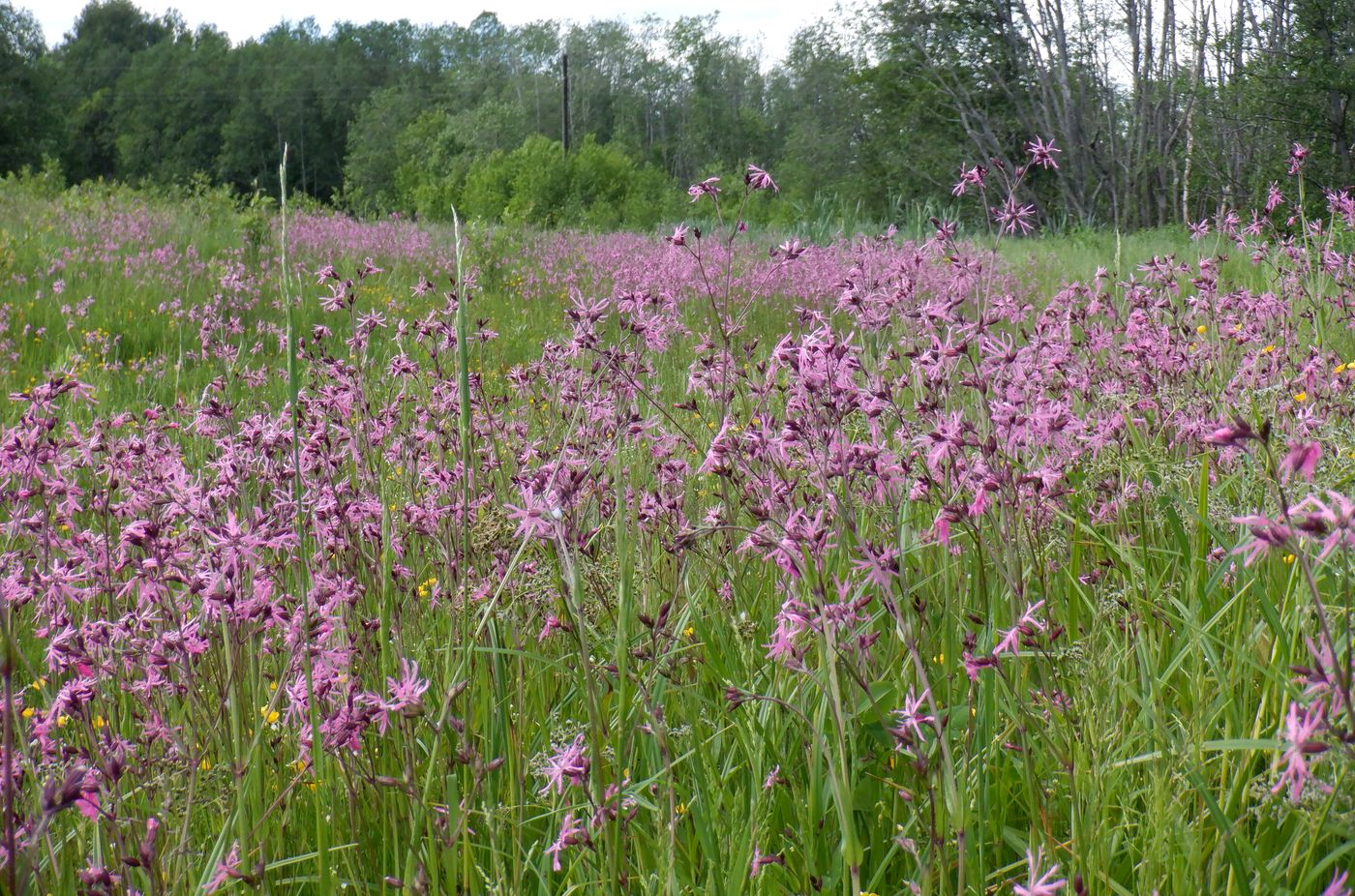 Изображение особи Coccyganthe flos-cuculi.