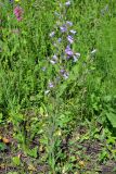 Campanula sibirica