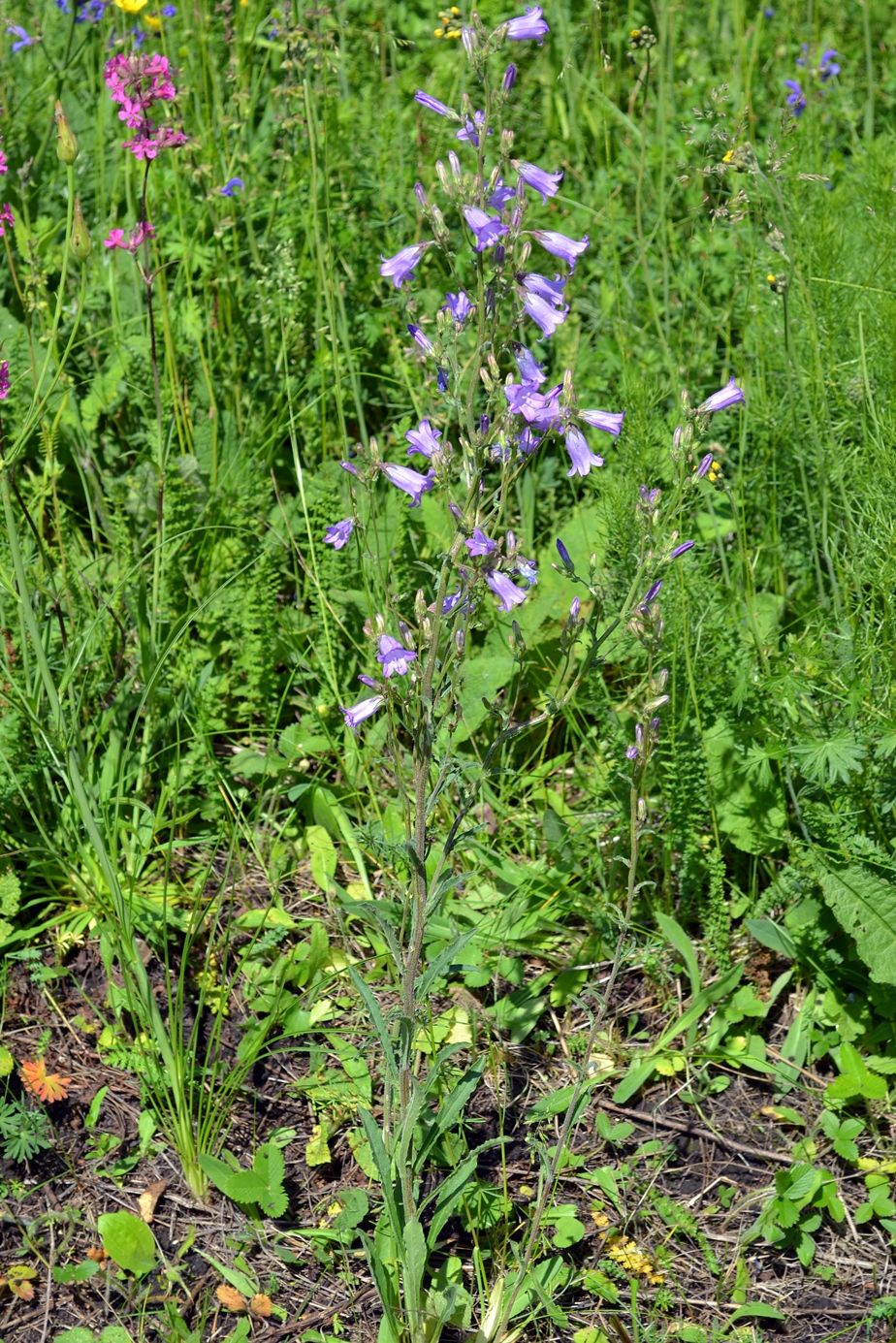 Image of Campanula sibirica specimen.