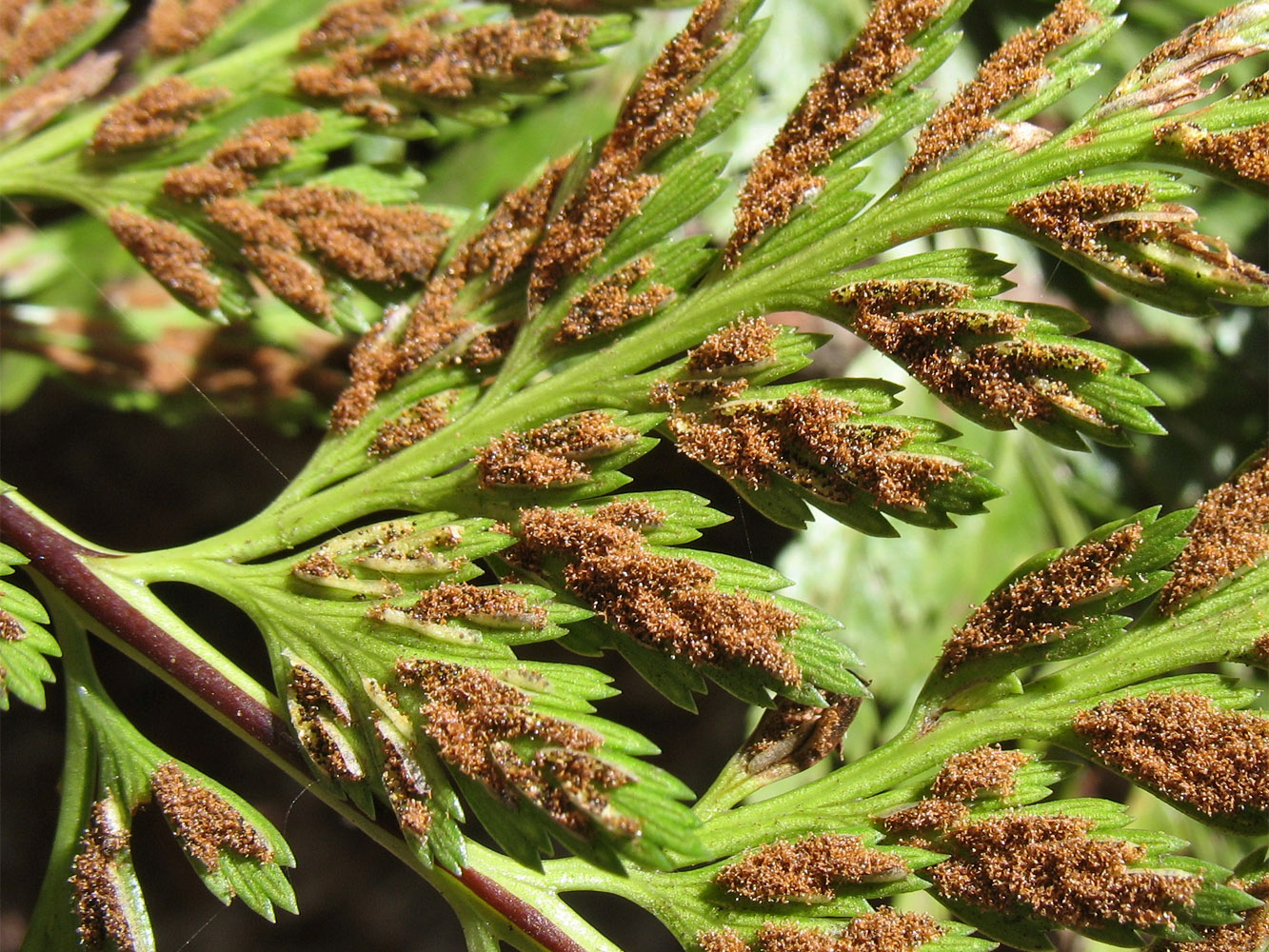Image of Asplenium onopteris specimen.