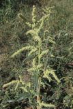 Atriplex tatarica. Верхняя часть цветущего растения. Крым, Севастополь. 20 сентября 2010 г.