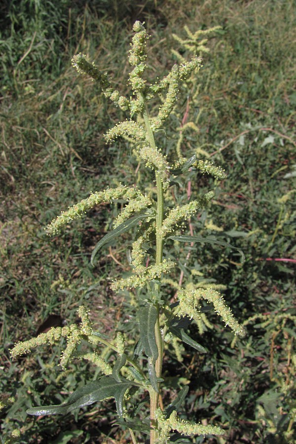 Image of Atriplex tatarica specimen.