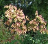 Thalictrum contortum. Соплодие. Магаданская обл., пригород г. Магадан, окр. пос. Дукча, долина р. Дукча, высокотравная поляна. 12.08.2019.