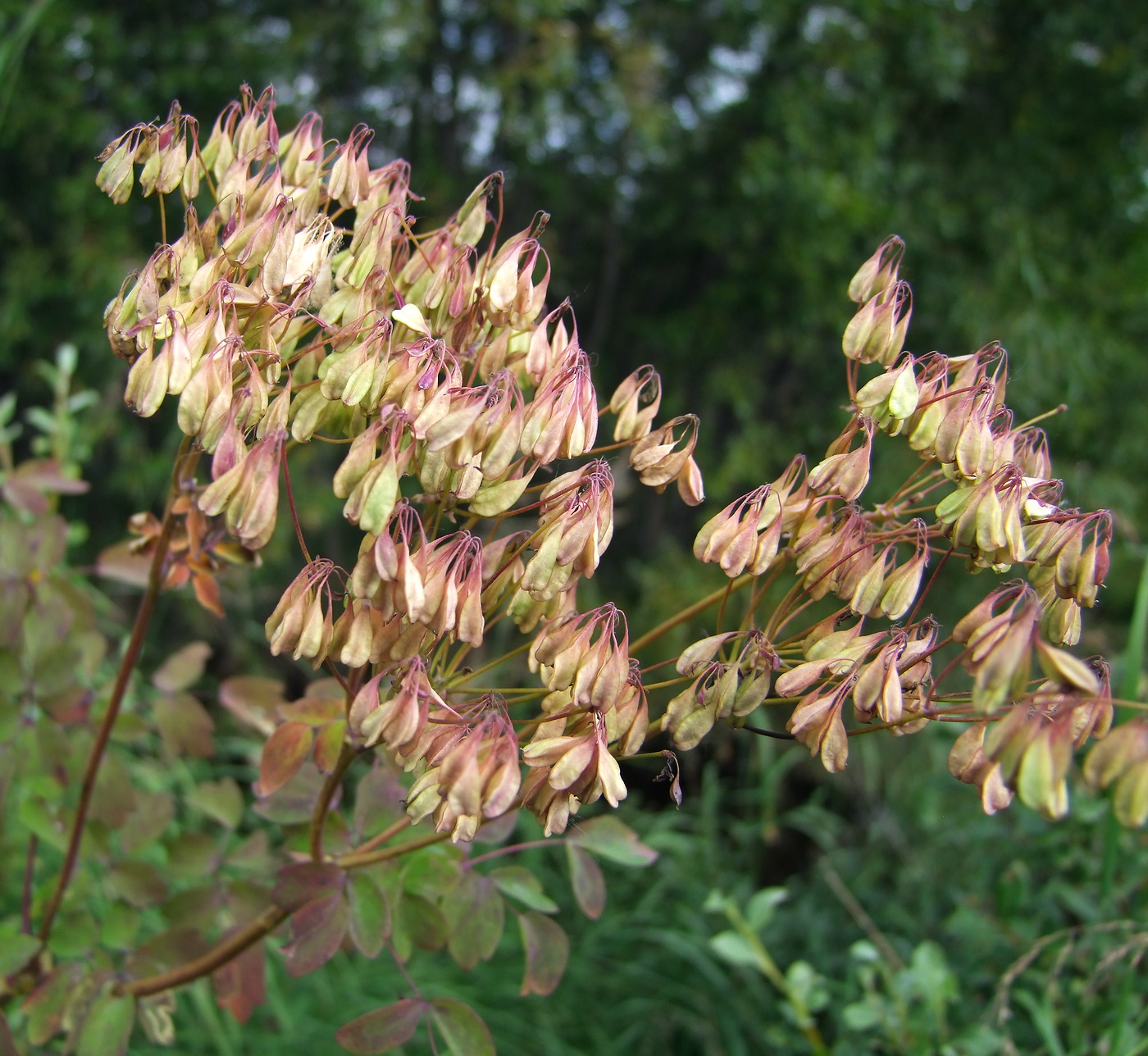 Изображение особи Thalictrum contortum.