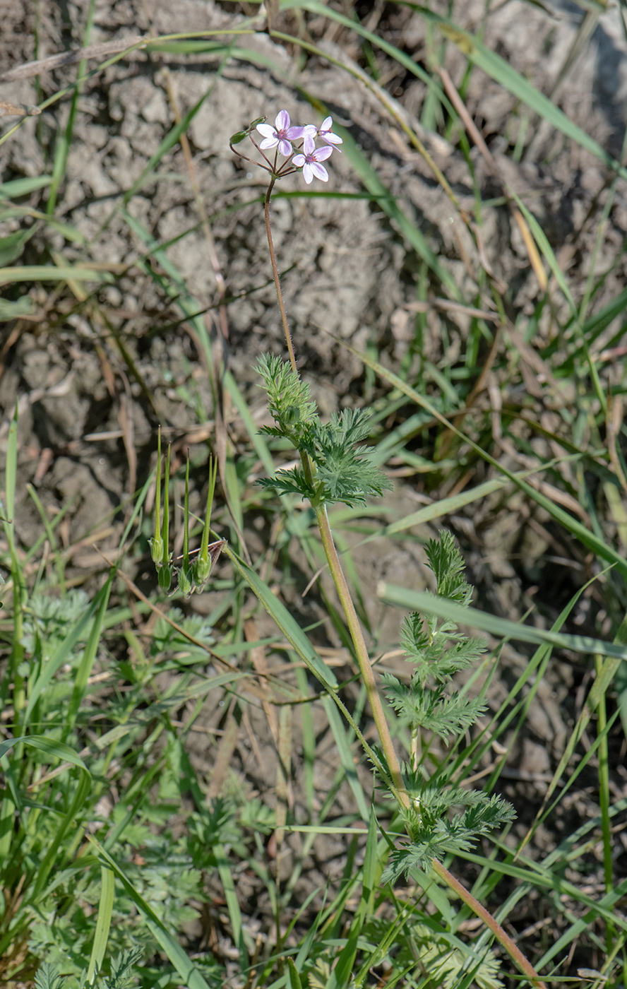 Изображение особи Erodium cicutarium.