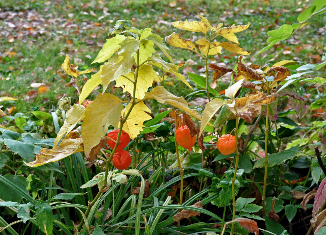 Image of Alkekengi officinarum specimen.