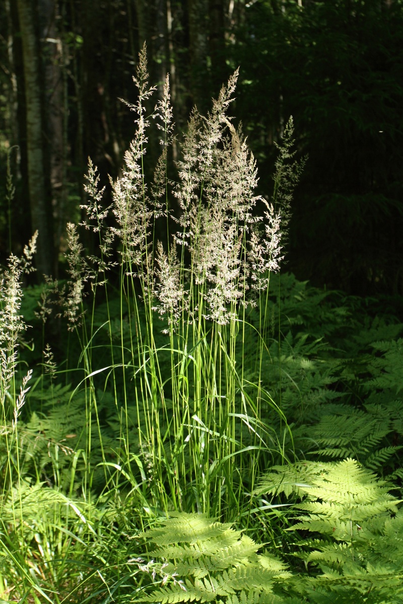 Image of Calamagrostis arundinacea specimen.