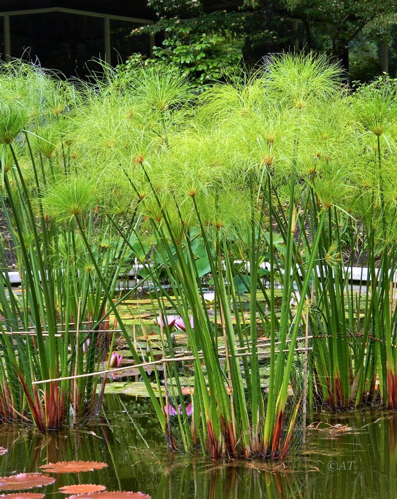 Изображение особи Cyperus papyrus.