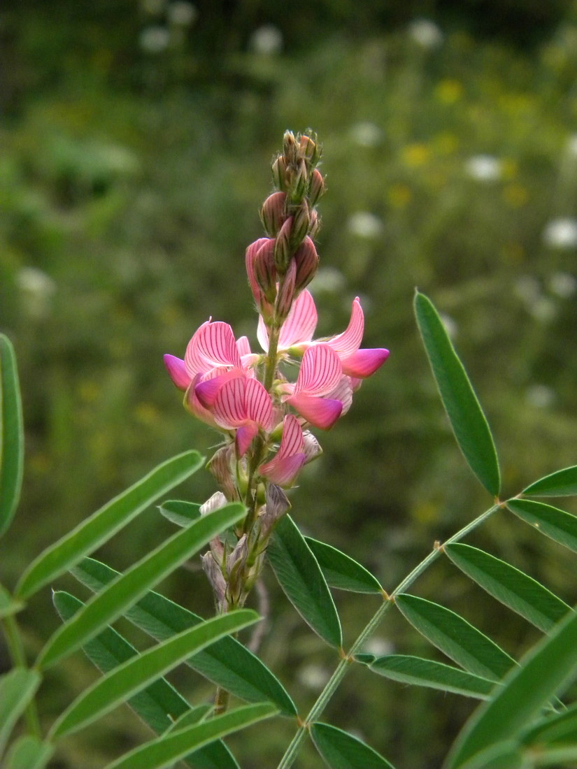 Изображение особи Onobrychis sibirica.