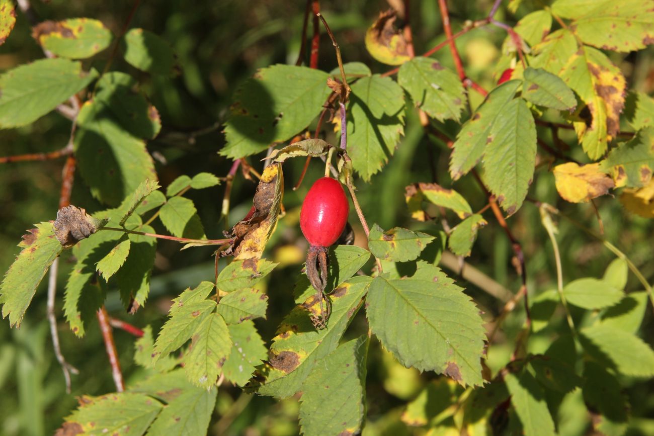 Image of Rosa cinnamomea specimen.