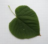 Tilia amurensis