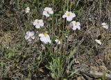 Helianthemum apenninum