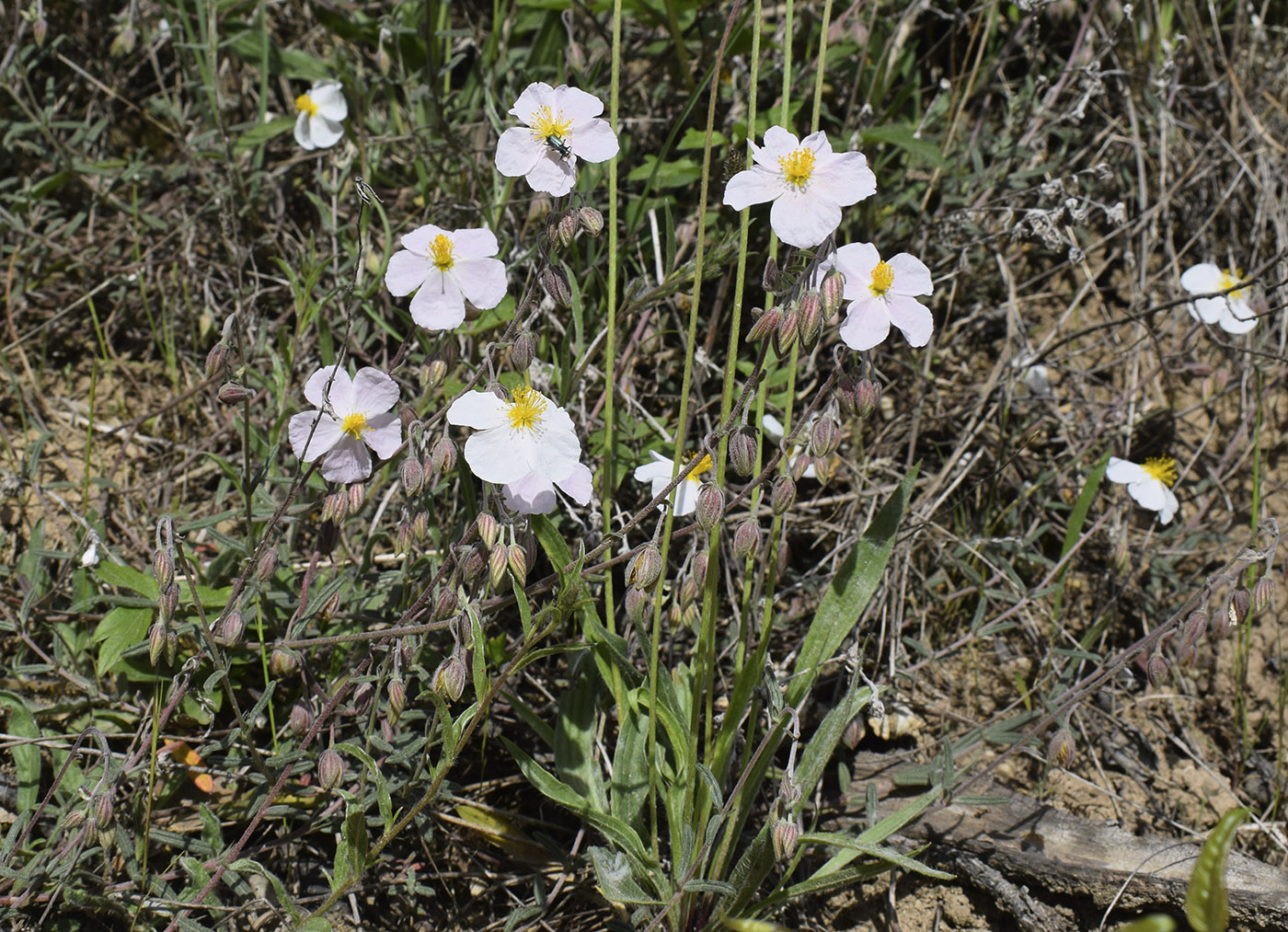 Image of Helianthemum apenninum specimen.