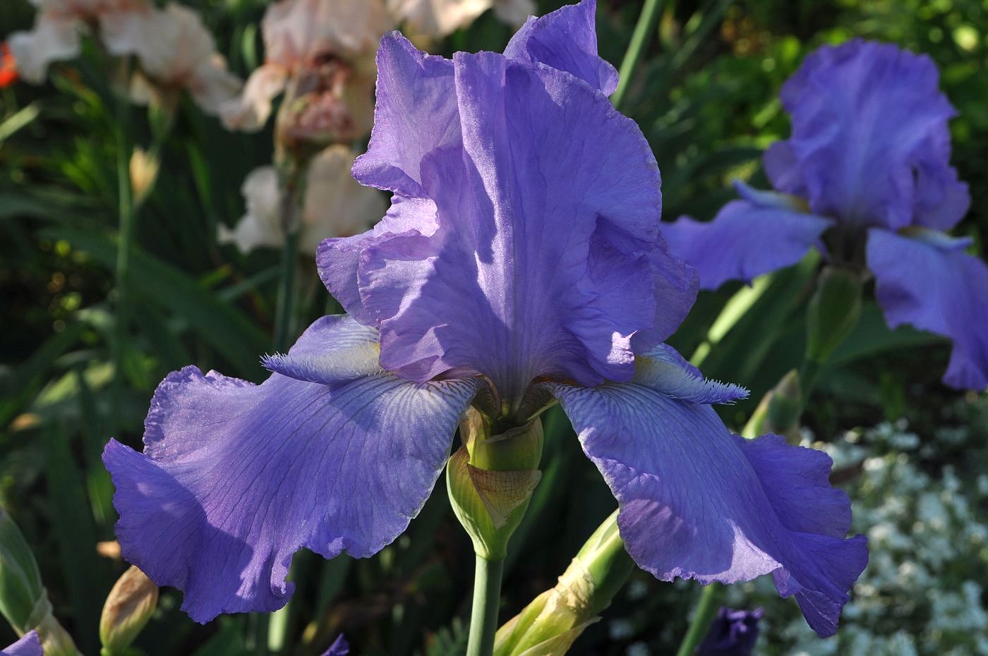 Image of Iris × hybrida specimen.