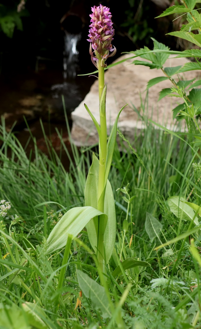 Изображение особи Dactylorhiza incarnata.