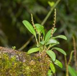 genus Stelis. Цветущее растение. Перу, регион Куско, провинция Урубамба, Mariposario de Machu Picchu. 19.10.2019.