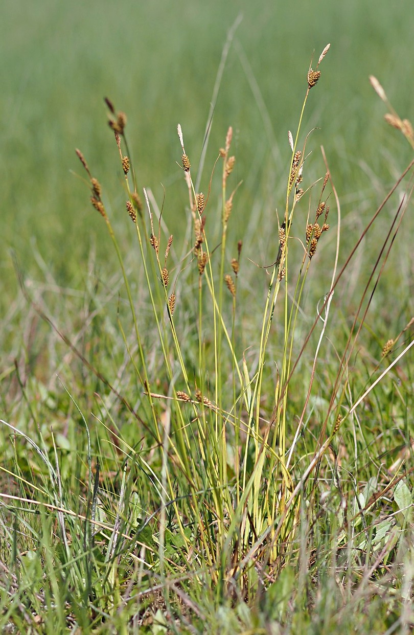 Изображение особи Carex diluta.