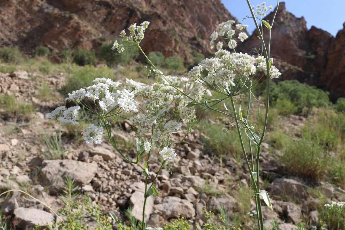 Изображение особи Astrodaucus orientalis.