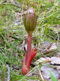 Paeonia anomala