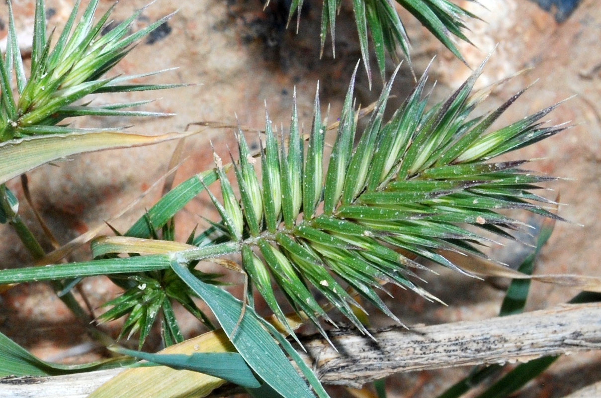 Image of Eremopyrum triticeum specimen.