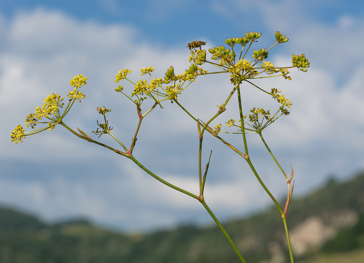 Изображение особи Peucedanum longifolium.