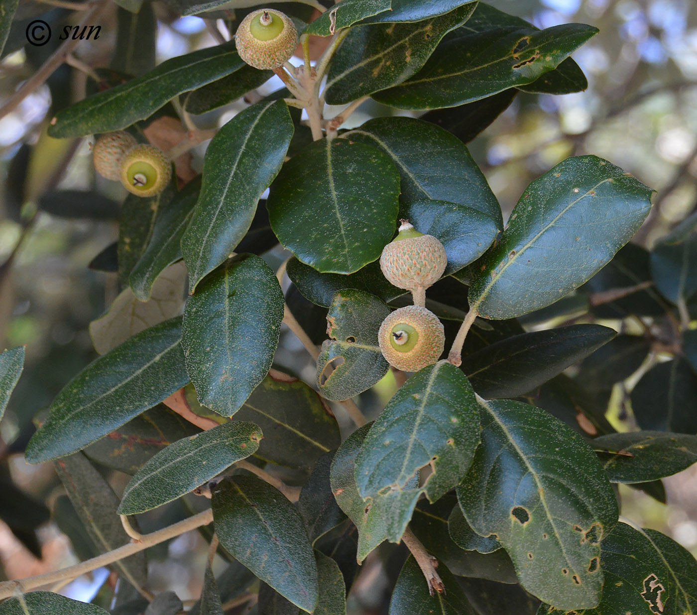 Изображение особи Quercus ilex.