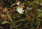 Trientalis europaea