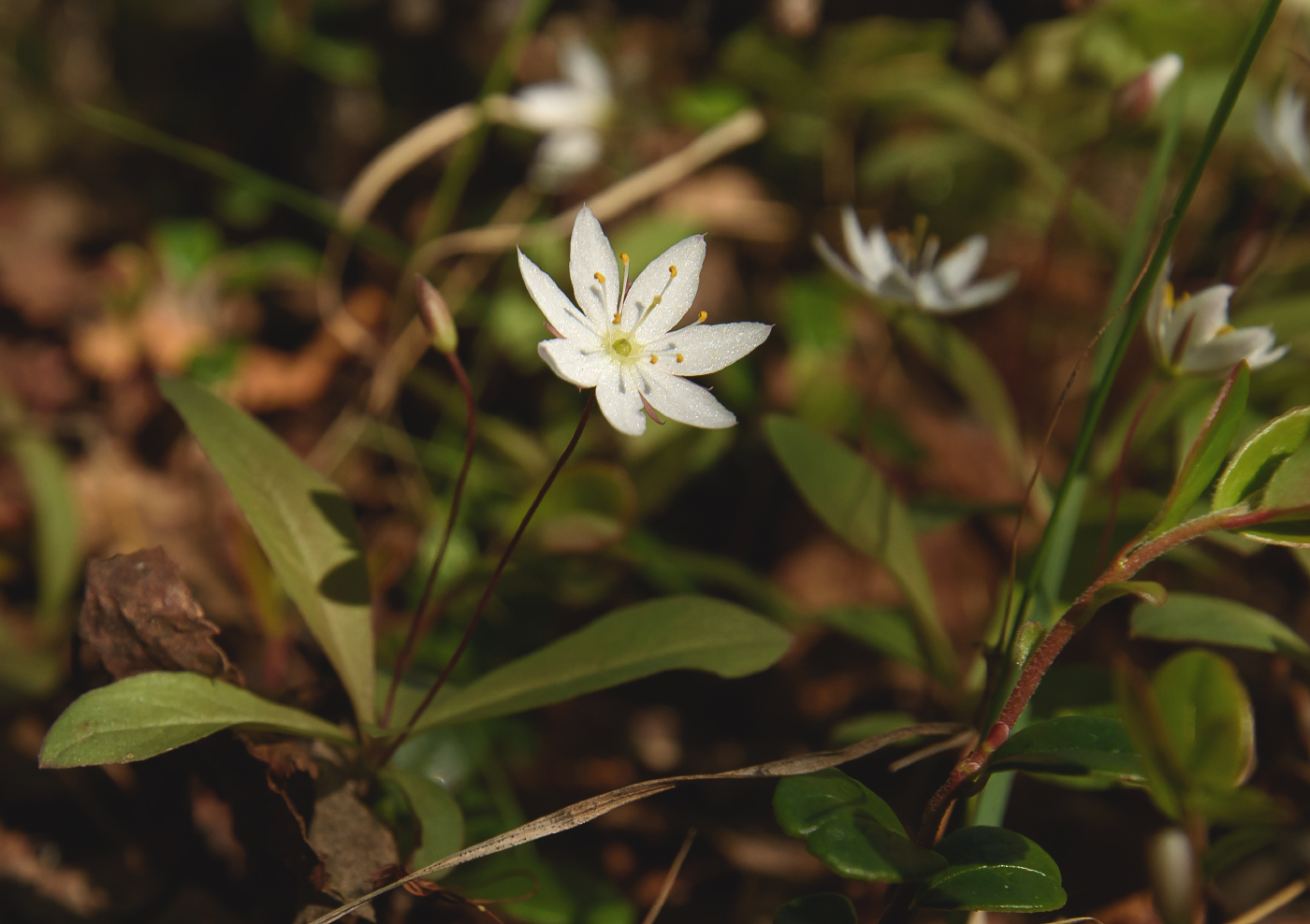 Изображение особи Trientalis europaea.