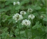 Trifolium repens