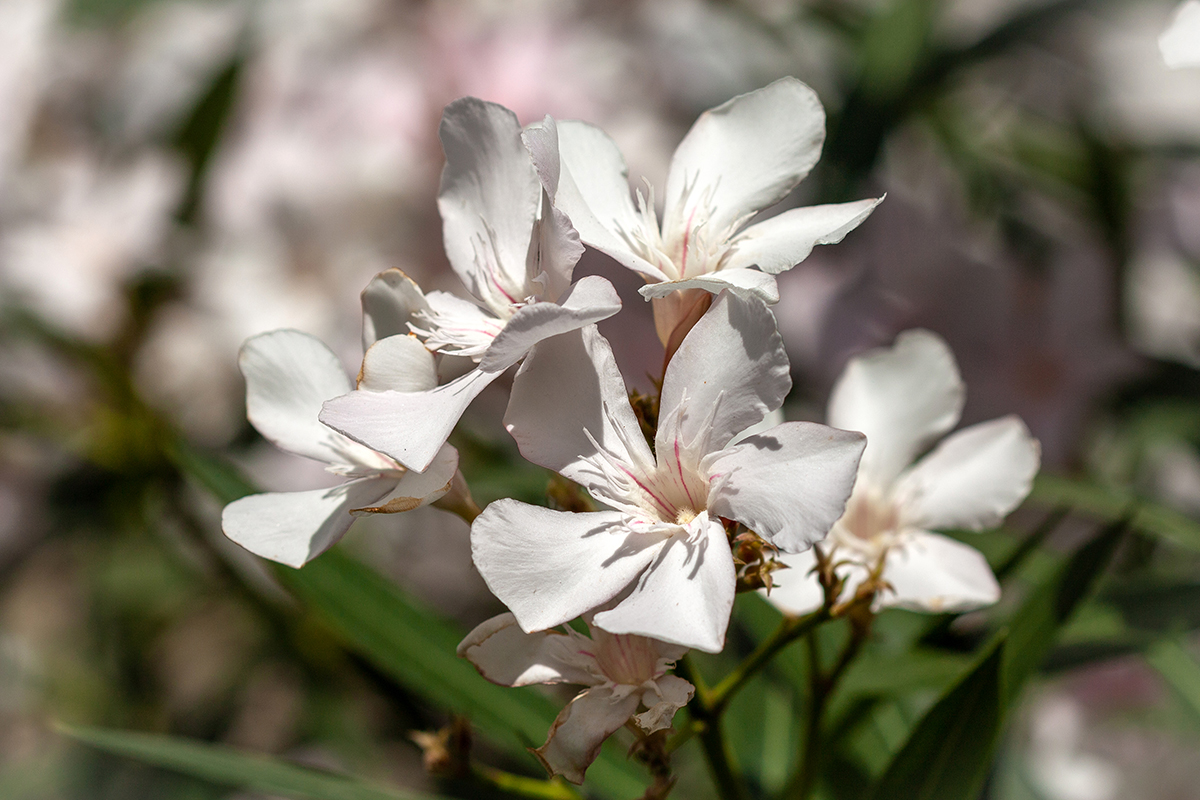 Image of Nerium oleander specimen.