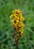 Ligularia fischeri