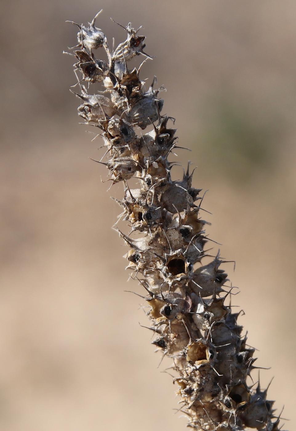 Image of Coris monspeliensis ssp. strossiae specimen.